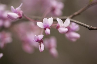 How to Grow Redbud Trees From Seed