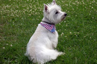 westie image by RT from Fotolia.com He's susceptible to genetic skin disorders.