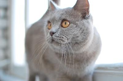 british cat image by neznayka from Fotolia.com The British shorthair's expression makes her look as if she is smiling.
