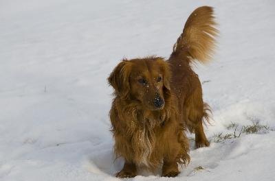 dachshund image by Zbigniew Nowak from Fotolia.com Dachsies' long hair can get wet in the weather.