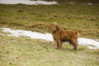 Cocker Spaniel image by Zbigniew Nowak from Fotolia.com While the cocker's name suggests Spanish origin, their actual homeland is unkown.