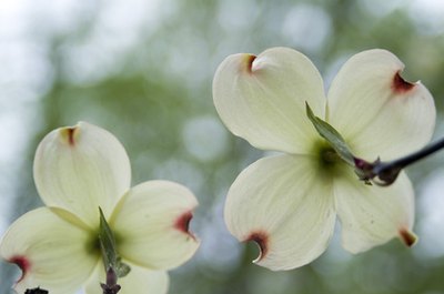 what do dogwood flowers symbolize