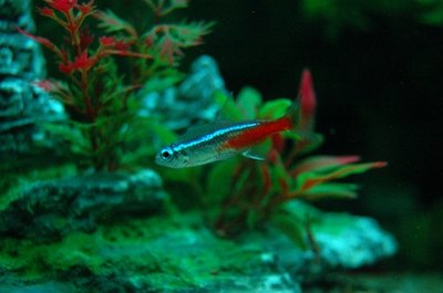 session aquarium 4 image by Anthony CALVO from Fotolia.com Neon tetras are among the hardiest tetras.