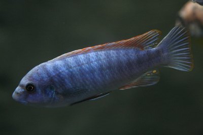 african,cichlid,fish,animal,nature,water,underwate image by Earl Robbins from Fotolia.com Cichlids from the Rift Valley, particularly Lake Malawi are most vulnerable to this disease.