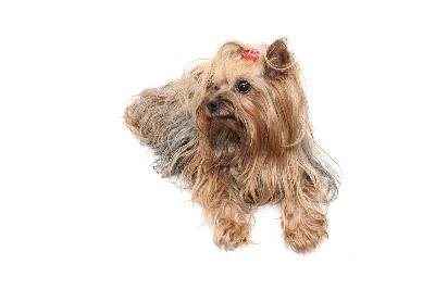 yorkshire image by jonnysek from Fotolia.com Clip a tiny bow to the topknot for extra flare.