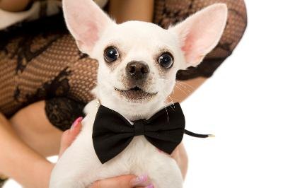 doggy image by Valentin Mosichev from Fotolia.com A bow tie can dress up any dog for a night on the town.