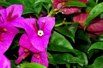 bougainvillea image by Mknace from Fotolia.com Bougainvillea has brightly colored flowers in spring and winter.