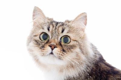 cat image by Maksim Shebeko from Fotolia.com A patient owner is the best remedy for inappropriate feline urniation.