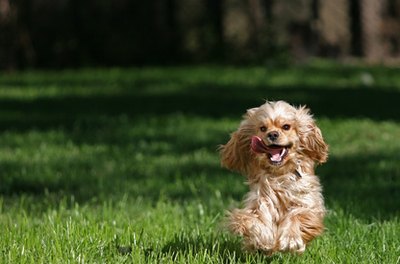 crazy cocker spaniel image by Aleksander from Fotolia.com Buff is the most common color in cocker spaniels.