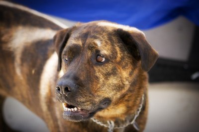 big dog image by Mat Hayward from Fotolia.com DNA tests often reveal several different breeds.