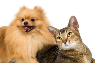 The spitz-dog and cat on a neutral background image by Ulf from Fotolia.com Dogs and cats can live together with proper introductions.