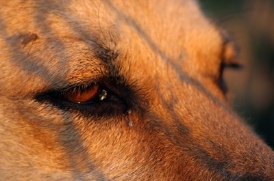 dog eye image by Kavita from Fotolia.com Clean your dog's eye discharge with a few simple techniques.