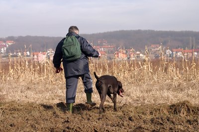 hunt image by Jasenka from Fotolia.com Bred to track and hunt, the GSP is a high-energy dog.