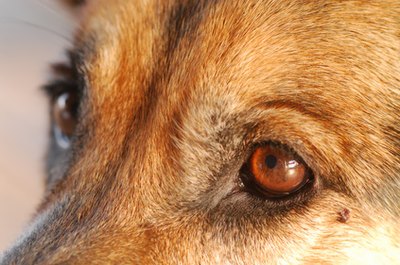 dog image by sasha from Fotolia.com Take proper care of your dog's eyes to keep them healthy.