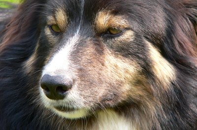 dog image by Kevin McGrath from Fotolia.com Keep your dog's liver healthy with a few easy diet changes.