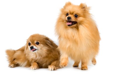 Two spitz-dogs in studio on a neutral background image by Ulf from Fotolia.com Pomeranians have a fine undercoat that easily becomes matted without regular grooming.