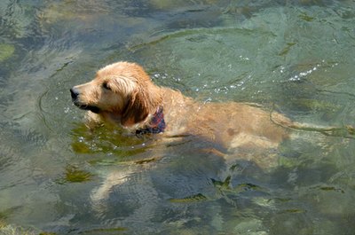 dog having bath image by Dario Principe from Fotolia.com Most dogs prefer to bathe in lakes rather than tubs.