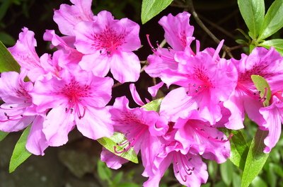 Azaleas image by RC from Fotolia.com Though beautiful, azaleas can be deadly.