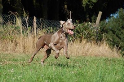 Weimaraner image by ScullyPictures from Fotolia.com Running after eating increases the risk of bloat.