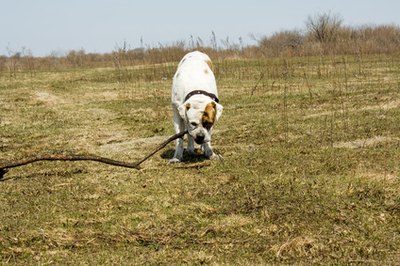I will finish with I etim-will be engaged in you image by kotolmachoff from Fotolia.com The American bulldog loves hard work and outdoor activity.
