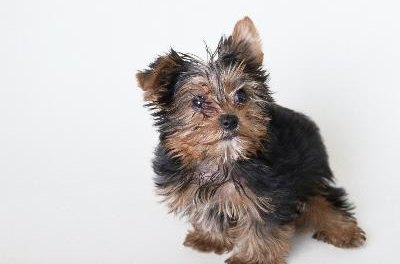 yorkie or yorkshire terrier image by Trina Mole from Fotolia.com Porkies are half one of these, a Yorkshire terrier.