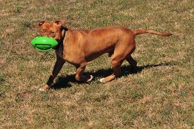 pit bull playing with a ball image by bruce from Fotolia.com A playful pit bull with an impressively glossy coat.