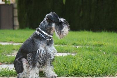 SCHNAUZER image by Enrique Soriano from Fotolia.com I'm especially prone to guarding this property with my life.