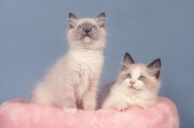 Chatons Ragdoll image by Callalloo Twisty from Fotolia.com Ragdolls have light body color and darker "points" and always have blue eyes.