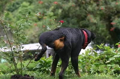 watering the plants image by Gato from Fotolia.com Dogs can quickly destroy a beautiful garden.