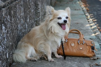 Droll Tan Long Haired Deer Head Chihuahua