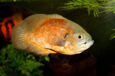 Red Oscar image by Mike Price from Fotolia.com The oscar is a large, aggressive cichlid, but other members of the family stay small and peaceful.