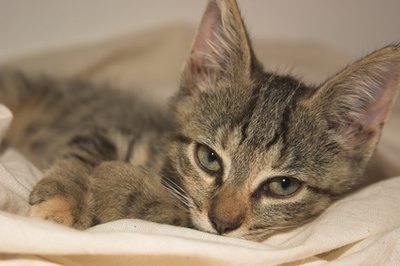 hiding image by katja kodba from Fotolia.com Kittens hide to snuggle in safe, warm spots.