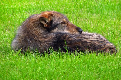 dog on the grass image by Sabphoto from Fotolia.com Grass might be soft and lovely, but it can also cause allergies.