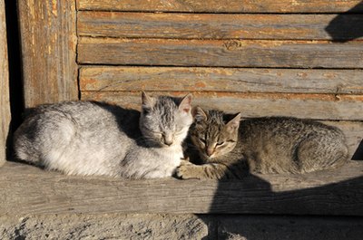 cat image by Zbigniew Nowak from Fotolia.com Cats nudge each other to encourage bonding.