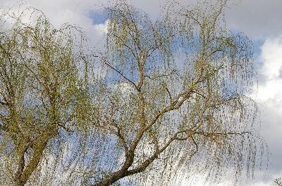 Willow Tree image by Candlefly from Fotolia.com Willow tree bark, which is used to make aspirin, is toxic to cats and dogs -- particularly cats.