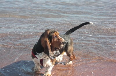 Fred paddles image by fredsmum from Fotolia.com Clean your dog's ears after he has gone for a swim.