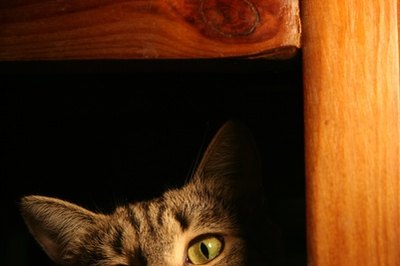 cat 6 image by Galyna Andrushko from Fotolia.com Hide your cat's litter pan with a box cover.
