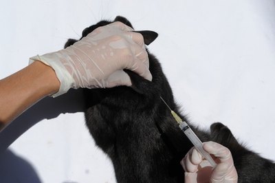 chat malade image by margouillat photo from Fotolia.com The rabies vaccine is administered by an injection.