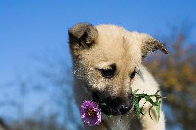puppy dog hold flower in mouth 1 image by percent from Fotolia.com Many dogs dig from boredom or to find a cool spot to lay.