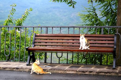 cats image by Hubert from Fotolia.com Feral cats can be found nearly everywhere there are human civilizations and a food source.