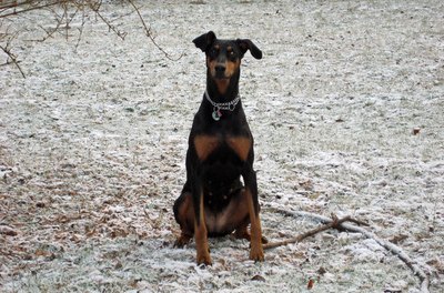 Älex image by Manuel Weber from Fotolia.com "Stay" is an essential command to teach a dobe.