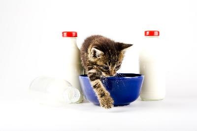 cat in milk image by ajalo from Fotolia.com No cow milk for kitties.