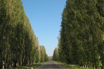 The Meaning Of The Poplar Tree