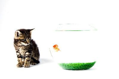 cat and fish image by ajalo from Fotolia.com A solid barrier will prevent your cat from fishing in your tank.