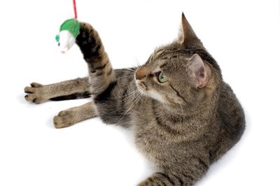cat playing with mouse toy image by Marzanna Syncerz from Fotolia.com Dangle a toy near a scratching post while training your cat.