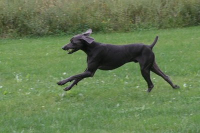 dog running stretched out on green grass image by Paul Retherford from Fotolia.com Dogs love safe, organically fertilized lawns.