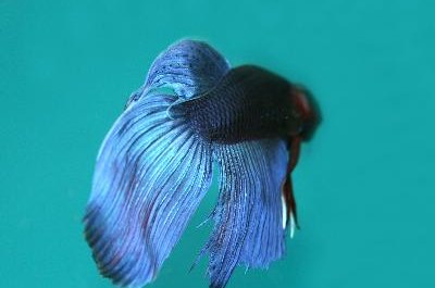 fish image by olena from Fotolia.com Siamese fighting fish are known for their bright colors and long fins.