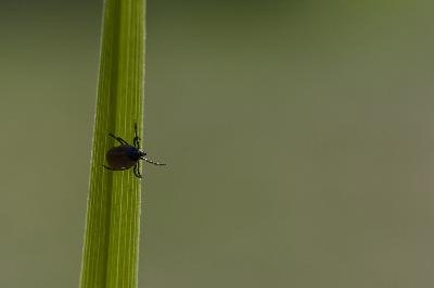 Tick crawling on grass. image by blindfire from Fotolia.com Ticks need 24 hours to transmit Lyme's disease.