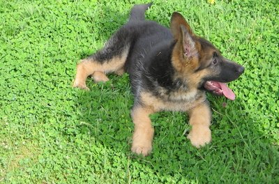 dog image by Dragomir Uzunov from Fotolia.com Puppies usually adjust better to ear inspections than older dogs.