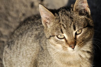 cat image by Zbigniew Nowak from Fotolia.com Potassium citrate keeps stones from forming.